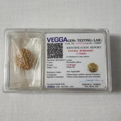 رودراکشا 2 موخی (Rudraksha 2 mukhi)