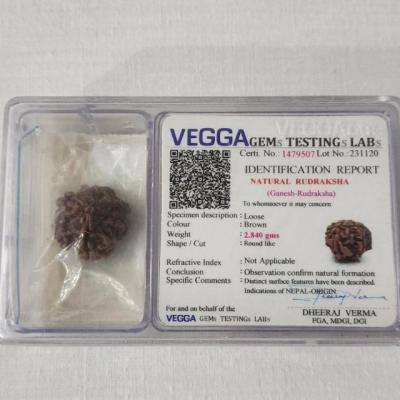 رودراکشا گانش (Ganesh Rudraksha)