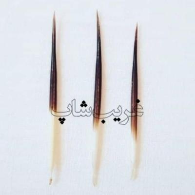 خار خارپشت یا تیغ تشی اصل (سایز کوچک)